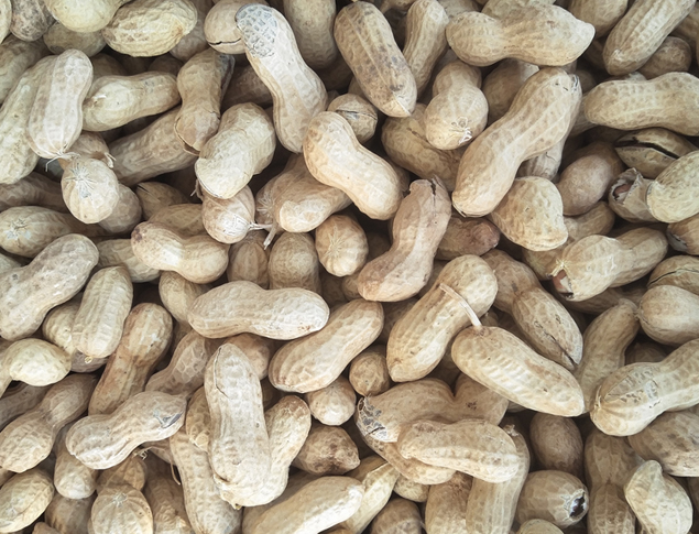 好料