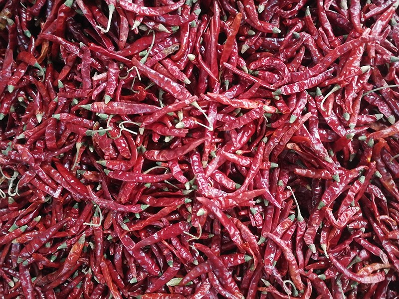 印度-辣椒-Sharma-5041处，，，辣椒选把，，，原料改.jpg