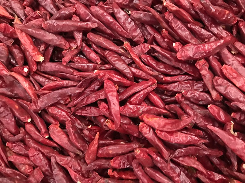 山东金乡-辣椒-李-3028处，，，好料改.jpg
